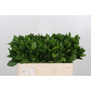 Ruscus