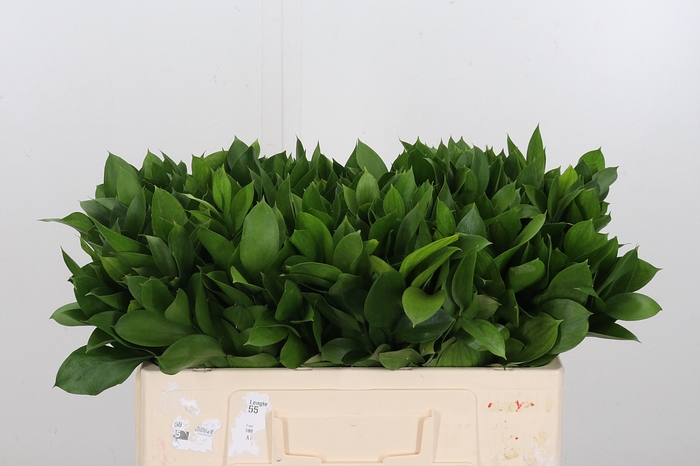 <h4>Ruscus</h4>