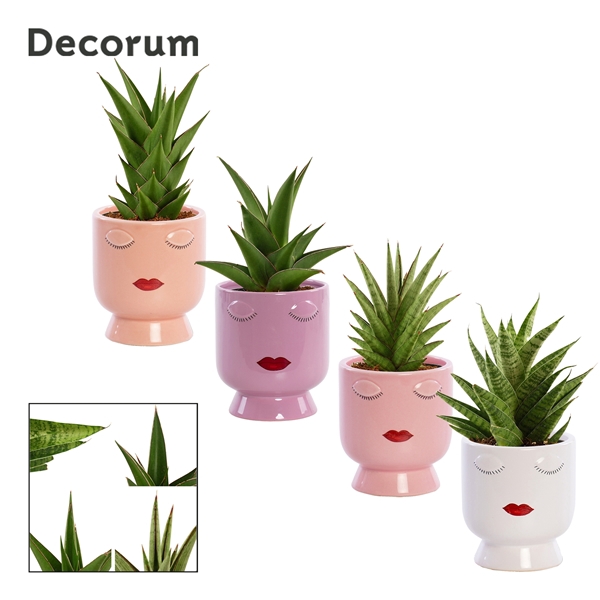 <h4>Sansevieria Crown mix 12 cm in Dua Lipa (Party love-collection)</h4>