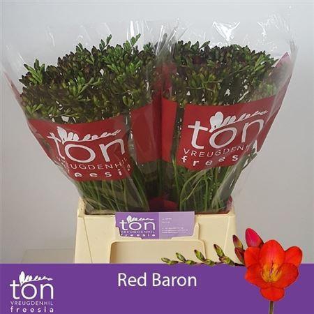 <h4>Fr En Red Baron</h4>