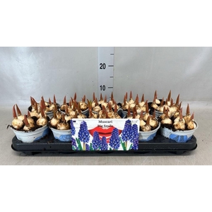 Muscari  'Big Smile'