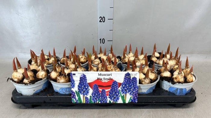 <h4>Muscari  'Big Smile'</h4>