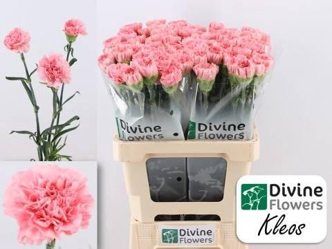 <h4>DI ST KLEOS</h4>