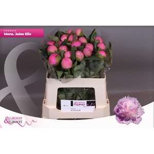 Paeonia Monsieur Jules Elie | Heavy Quality