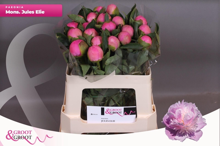 <h4>Paeonia Monsieur Jules Elie | Heavy Quality</h4>