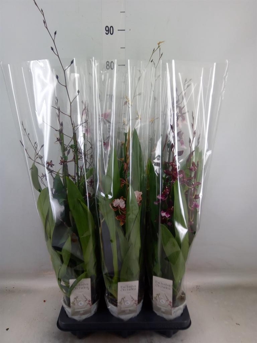 <h4>Cambria   ...mix 3</h4>