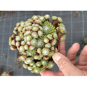 SEMPERVIVUM-HYBRID p12 Arachoideum