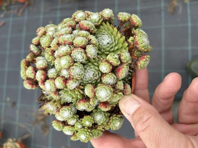 <h4>SEMPERVIVUM-HYBRID p12 Arachoideum</h4>