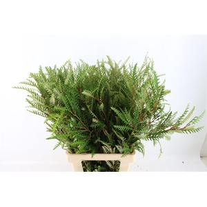 Grevillea Ivanhoe 80cm