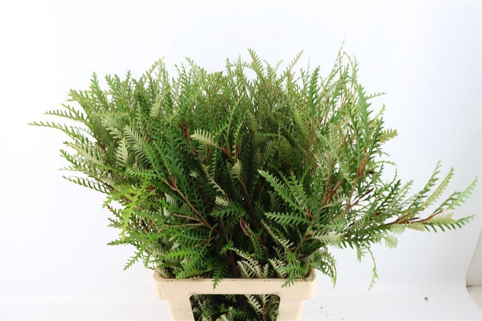 <h4>Grevillea Ivanhoe 80cm</h4>
