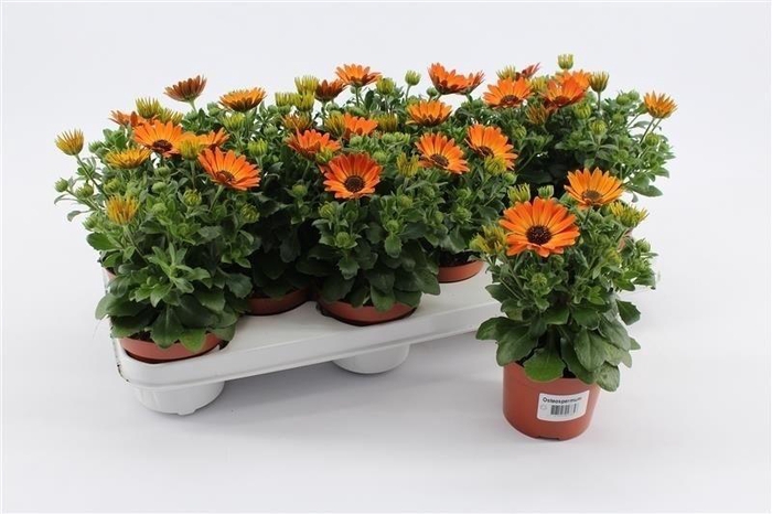 Osteo Orange Sum D Alexander