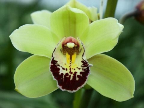 <h4>Cymbidium Santa Express</h4>