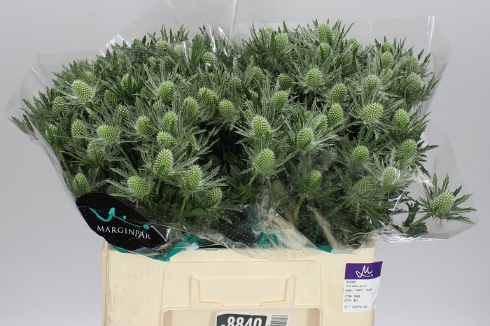 <h4>Eryngium Sirius</h4>