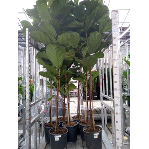 Ficus lyrata