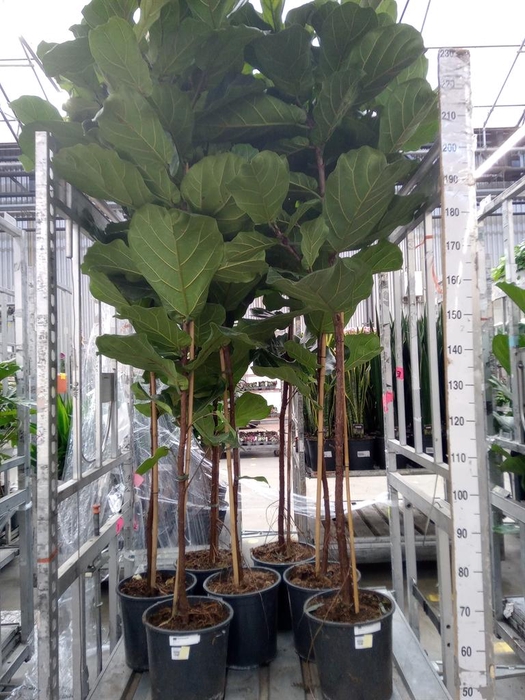 <h4>Ficus lyrata</h4>