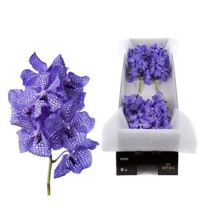Vanda  'Kanchana Delft Blue'
