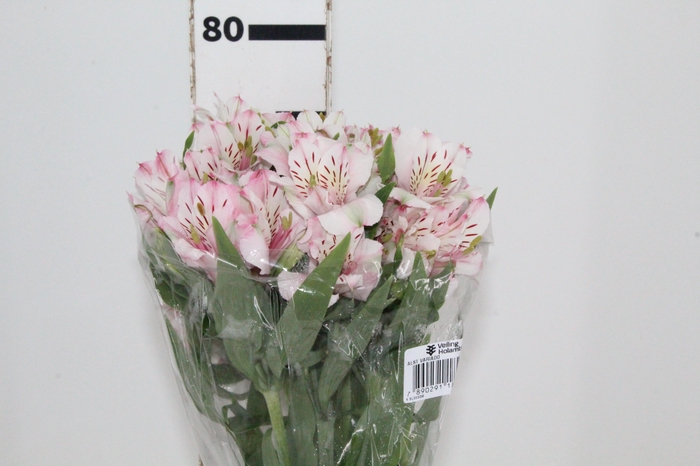 <h4>ALSTROEMERIA FANKE 080 CM</h4>