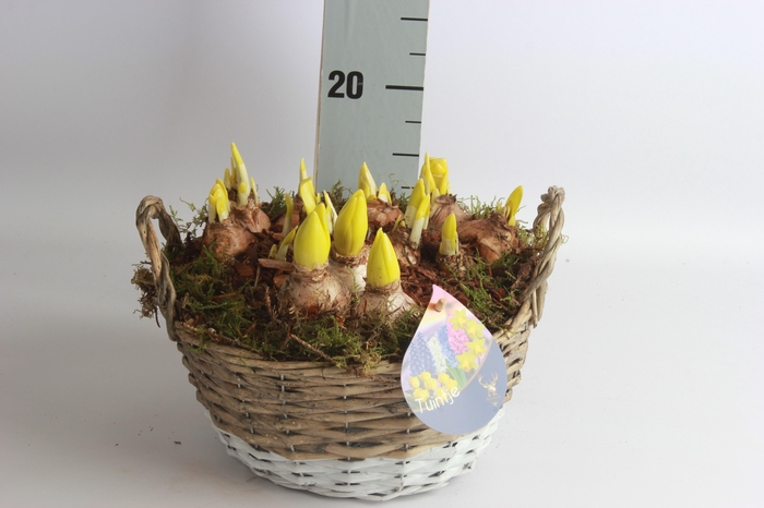 <h4>ARR BOL KNOLGEWAS</h4>