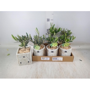 Arr.   Kamerplant Groen L%