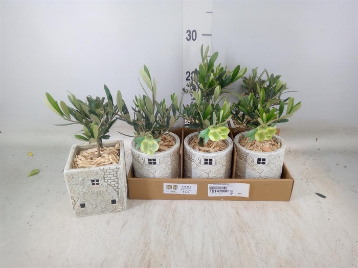 <h4>Arr.   Kamerplant Groen L%</h4>