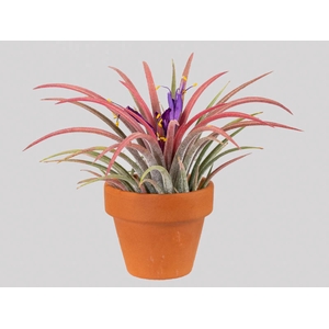 BROMELIA TILLANDSIA IONANTHA VB P05