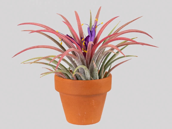 <h4>BROMELIA TILLANDSIA IONANTHA VB P05</h4>