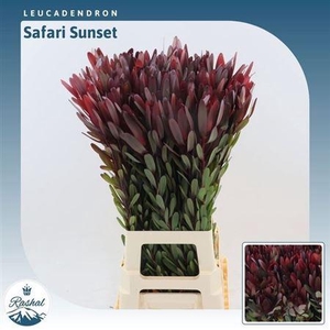 Leucad Saf Sunset 80 Cm