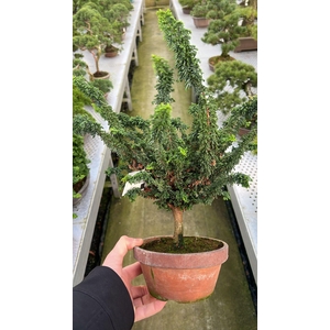 Chamaecyparis obtusa