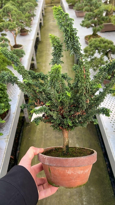 <h4>Chamaecyparis obtusa</h4>