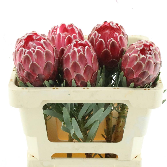 <h4>Protea Venus</h4>