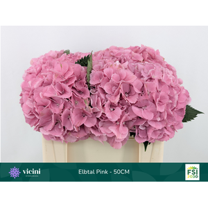 Hydr Elbtal Pink 50 cm Vicini