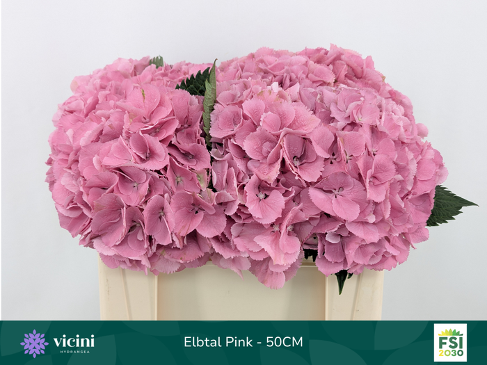 <h4>Hydr Elbtal Pink 50 cm Vicini</h4>