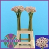 Allium Silverspring