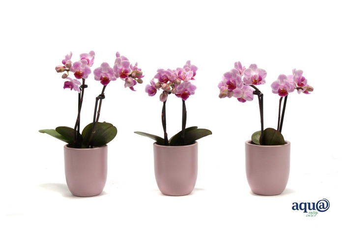 <h4>Hugo Silver Pink Tiny Dolls Roze 2T10+ Aqu@</h4>