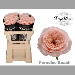 R KL PARADISE BEACH x20