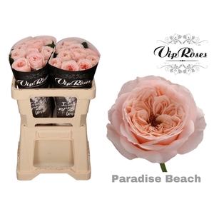 R Kl Paradise Beach X20
