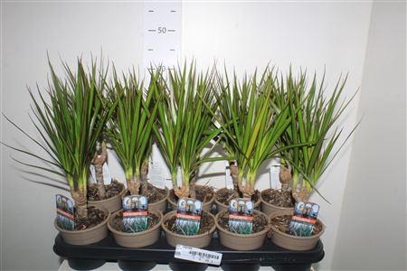 <h4>Dra Marginata</h4>