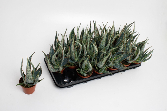 <h4>Aloë Carola</h4>