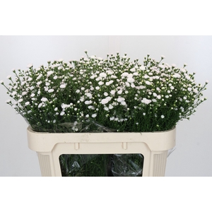 Aster White Gypsy