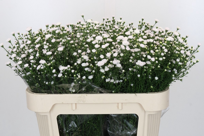 <h4>Aster White Gypsy</h4>