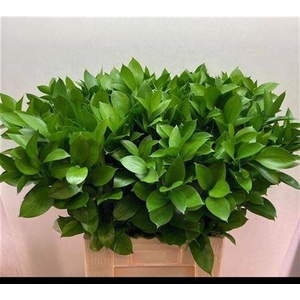 Ruscus Hypophyllum