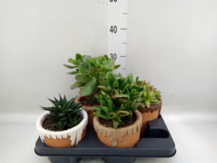 <h4>Succulents   ...</h4>