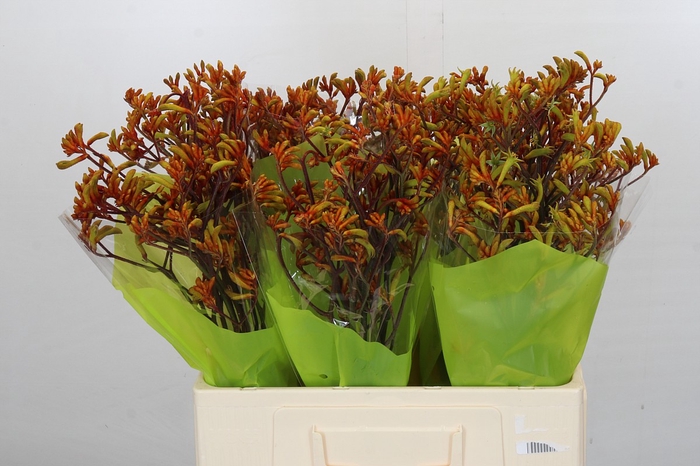 Kangaroo Paw Bush Sunset