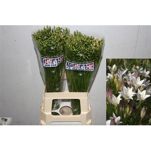 Trit Silver Queen
