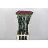 Allium Sphaerocephalon