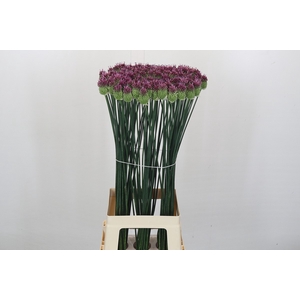 Allium Sphaerocephalon