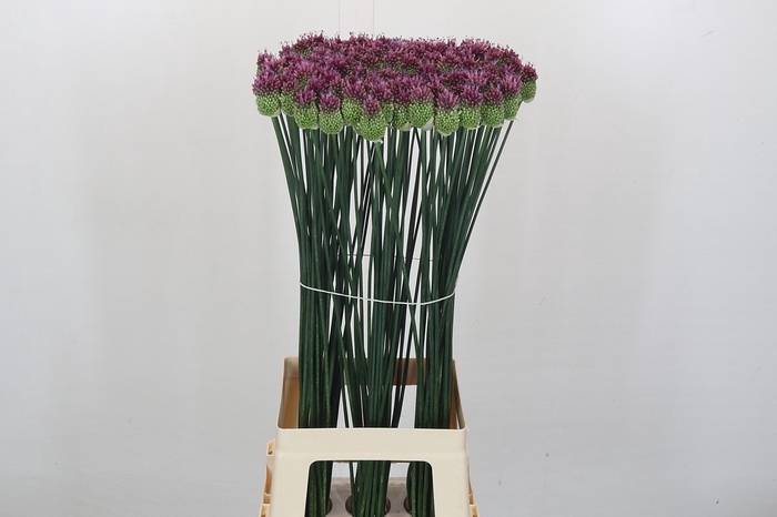 <h4>Allium Sphaerocephalon</h4>