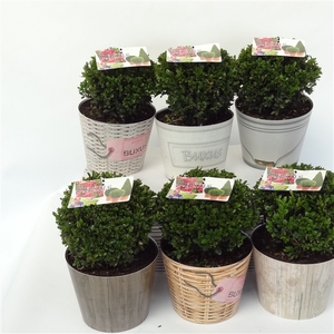 Buxus sempervirens overig