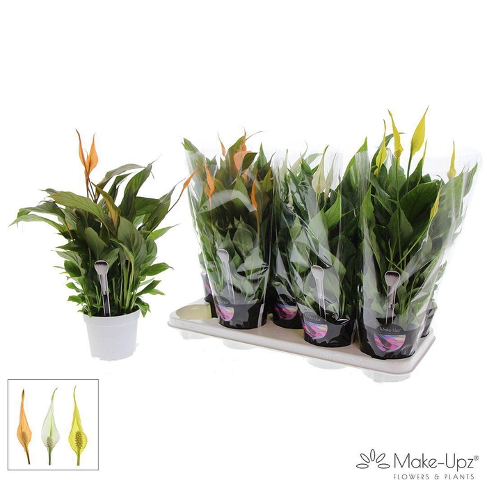 <h4>Spathiphyllum 13 cm Bellini Make Upz - Paasmix</h4>