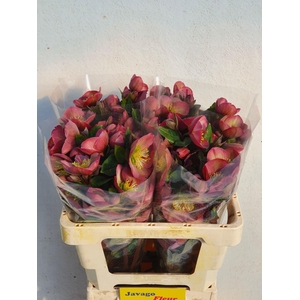 HELL FRK PENNYS PINK